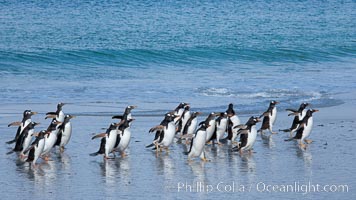 Gentoo penguins coming ashore, after foraging at sea, walking through ocean water as it wades onto a sand beach.  Adult gentoo penguins grow to be 30" and 19lb in size.  They feed on fish and crustaceans.  Gentoo penguins reside in colonies well inland from the ocean, often formed of a circular collection of stones gathered by the penguins, Pygoscelis papua, New Island