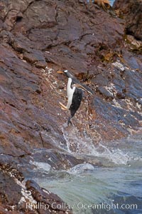 Gentoo penguins leap ashore, onto slippery rocks as they emerge from the ocean after foraging at sea for food, Pygoscelis papua, Steeple Jason Island