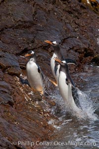 Gentoo penguins leap ashore, onto slippery rocks as they emerge from the ocean after foraging at sea for food, Pygoscelis papua, Steeple Jason Island