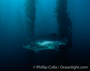 Giant black seabass in kelp forest, Macrocystis pyrifera, Stereolepis gigas, San Clemente Island