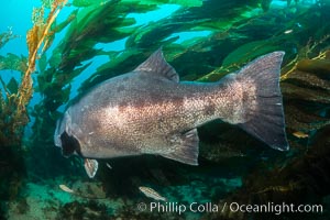 Giant black sea bass, endangered species, reaching up to 8' in length and 500 lbs, amid giant kelp forest, Stereolepis gigas, Catalina Island