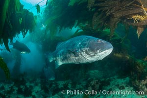 Giant black sea bass, endangered species, reaching up to 8' in length and 500 lbs, amid giant kelp forest, Stereolepis gigas, Catalina Island