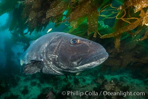 Giant black sea bass, endangered species, reaching up to 8' in length and 500 lbs, amid giant kelp forest, Stereolepis gigas, Catalina Island