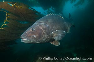 Giant black sea bass with research tag, endangered species, reaching up to 8' in length and 500 lbs, amid giant kelp forest, Stereolepis gigas, Catalina Island