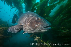 Giant black sea bass, endangered species, reaching up to 8' in length and 500 lbs, amid giant kelp forest, Stereolepis gigas, Catalina Island