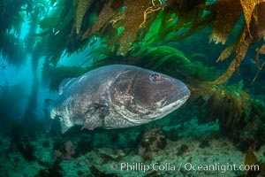 Giant black sea bass, endangered species, reaching up to 8' in length and 500 lbs, amid giant kelp forest, Stereolepis gigas, Catalina Island