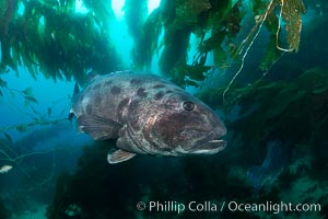 Giant black sea bass, endangered species, reaching up to 8' in length and 500 lbs, amid giant kelp forest, Stereolepis gigas, Catalina Island