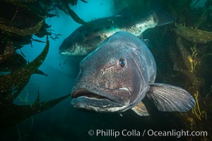 Giant black sea bass, endangered species, reaching up to 8' in length and 500 lbs, amid giant kelp forest, Stereolepis gigas, Catalina Island