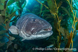 A giant black sea bass is an endangered species that can reach up to 8 feet in length and 500 pounds, often found amid the giant kelp forest, Once nearly fished to extinction and now thought to be at risk of a genetic bottleneck, the giant sea bass is slowly recovering and can be seen in summer months in California's kelp forests, Stereolepis gigas, Catalina Island