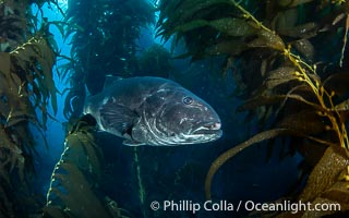 Giant black sea bass in the kelp forest at Catalina Island, Stereolepis gigas