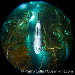 Giant Black Sea Bass in Kelp at Catalina Island. Black sea bass can reach 500 pounds and 8 feet in length, Stereolepis gigas