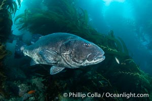 Giant black sea bass in the kelp forest at Catalina Island, Stereolepis gigas