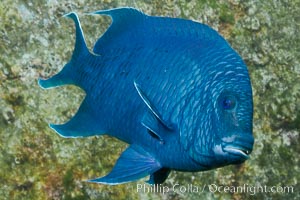 Giant damselfish, Sea of Cortez, Baja California, Mexico, Microspathodon dorsalis