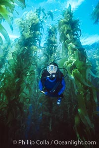 Tracy glides through the kelp forest, Macrocystis pyrifera, San Clemente Island