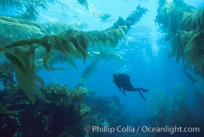 A SCUBA diver swims through a giant kelp forest which is tilted back by strong ocean currents.   Giant kelp, the fastest plant on Earth, reaches from the rocky bottom to the ocean's surface like a submarine forest, Macrocystis pyrifera, San Clemente Island