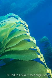 Kelp frond, Macrocystis pyrifera, Santa Barbara Island