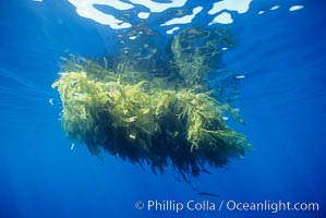 Drift kelp, open ocean, Macrocystis pyrifera, San Diego, California