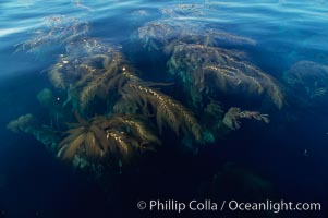 Kelp fronds reach the surface and spread out to form a canopy, Santa Barbara Island, Macrocystis pyrifera