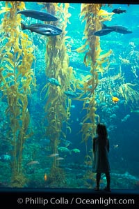 A child admires the fascinating kelp forest tank at the Birch Aquarium at Scripps Institution of Oceanography, San Diego, California, Macrocystis pyrifera