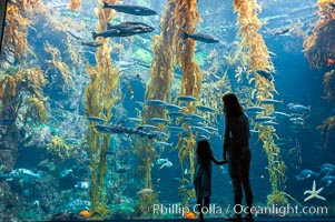A parent and child admire the fascinating kelp forest tank at the Birch Aquarium at Scripps Institution of Oceanography, San Diego, California, Macrocystis pyrifera