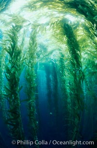 Kelp canopy, Macrocystis pyrifera, San Clemente Island