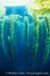 Kelp canopy, Macrocystis pyrifera, San Clemente Island