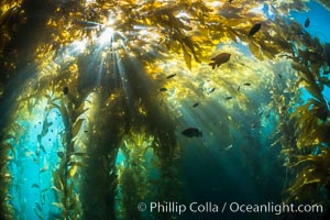 Sunlight streams through giant kelp forest. Giant kelp, the fastest growing plant on Earth, reaches from the rocky reef to the ocean's surface like a submarine forest, Macrocystis pyrifera, Catalina Island