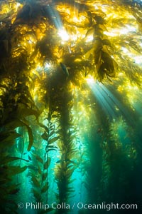 Sunlight streams through giant kelp forest. Giant kelp, the fastest growing plant on Earth, reaches from the rocky reef to the ocean's surface like a submarine forest, Macrocystis pyrifera, Catalina Island