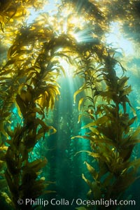 Sunlight streams through giant kelp forest. Giant kelp, the fastest growing plant on Earth, reaches from the rocky reef to the ocean's surface like a submarine forest, Macrocystis pyrifera, Catalina Island