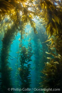 Sunlight streams through giant kelp forest. Giant kelp, the fastest growing plant on Earth, reaches from the rocky reef to the ocean's surface like a submarine forest, Macrocystis pyrifera, Catalina Island