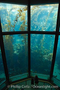 Giant kelp forest tank, Monterey Bay Aquarium