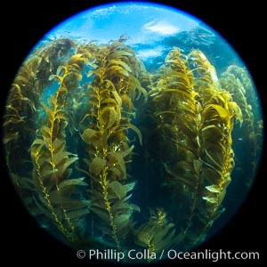 Giant Kelp Forest, West End Catalina Island, rendered in the round by a circular fisheye lens, Macrocystis pyrifera
