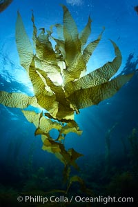 Kelp fronds, translucent, backlit by sun, Macrocystis pyrifera, Catalina Island