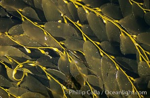 Kelp spread over ocean surface to form a canopy, Macrocystis pyrifera, San Clemente Island