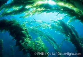 Kelp forest, Macrocystis pyrifera, San Clemente Island