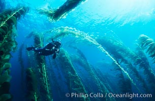 Diver amidst kelp forest, Macrocystis pyrifera, San Clemente Island