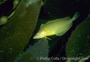 Giant kelpfish in kelp, Heterostichus rostratus, Macrocystis pyrifera, San Clemente Island