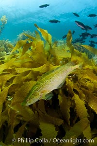 A giant kelpfish swims over Southern sea palms and a kelp-covered reef, mimicing the color and pattern of the kelp leaves perfectly, camoflage, Heterostichus rostratus, San Clemente Island