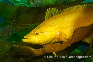 Giant kelpfish in underwater kelp forest, Catalina Island, Heterostichus rostratus