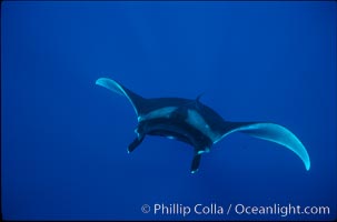 Manta ray, Manta birostris, San Benedicto Island (Islas Revillagigedos)