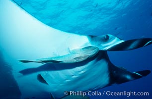 Manta ray and remora, Manta birostris, Remora, San Benedicto Island (Islas Revillagigedos)