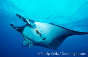 Pacific manta ray with remora and Clarion angelfish, Holacanthus clarionensis, Manta birostris, Remora, San Benedicto Island (Islas Revillagigedos)