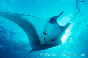 Pacific manta ray with remora, Manta birostris, Remora, San Benedicto Island (Islas Revillagigedos)