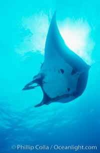 Pacific manta ray with remora, Manta birostris, Remora, San Benedicto Island (Islas Revillagigedos)