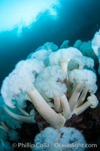 Giant Plumose Anemones cover underwater reef, Browning Pass, northern Vancouver Island, Canada, Metridium farcimen