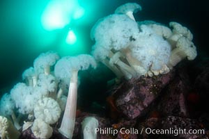 Giant Plumose Anemones cover underwater reef, Browning Pass, northern Vancouver Island, Canada, Metridium farcimen