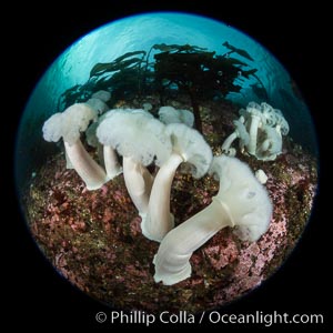 Giant Plumose Anemones cover underwater reef, Browning Pass, northern Vancouver Island, Canada, Metridium farcimen