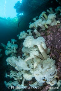 Giant Plumose Anemones cover underwater reef, Browning Pass, northern Vancouver Island, Canada, Metridium farcimen