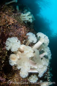 Giant Plumose Anemones cover underwater reef, Browning Pass, northern Vancouver Island, Canada, Metridium farcimen