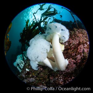 Giant Plumose Anemones cover underwater reef, Browning Pass, northern Vancouver Island, Canada, Metridium farcimen